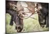 Teton NP, Wyoming, USA. Close-up of Two Bull Moose Locking Horns-Janet Muir-Mounted Photographic Print