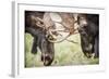 Teton NP, Wyoming, USA. Close-up of Two Bull Moose Locking Horns-Janet Muir-Framed Photographic Print