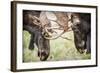Teton NP, Wyoming, USA. Close-up of Two Bull Moose Locking Horns-Janet Muir-Framed Photographic Print