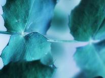 Morning Rain II-Teton Parchment-Photographic Print