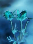 Morning Rain II-Teton Parchment-Photographic Print