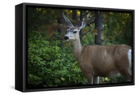 Tetons 2012 #1105-Gordon Semmens-Framed Stretched Canvas