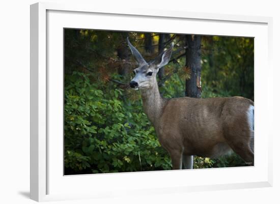 Tetons 2012 #1105-Gordon Semmens-Framed Photographic Print