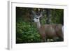 Tetons 2012 #1105-Gordon Semmens-Framed Photographic Print