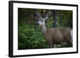 Tetons 2012 #1105-Gordon Semmens-Framed Photographic Print