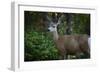 Tetons 2012 #1105-Gordon Semmens-Framed Photographic Print