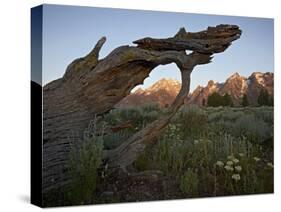 Tetons at First Light, Grand Teton National Park, Wyoming, United States of America, North America-James Hager-Stretched Canvas