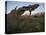 Tetons at First Light, Grand Teton National Park, Wyoming, United States of America, North America-James Hager-Stretched Canvas