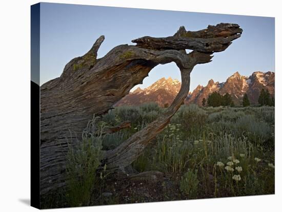 Tetons at First Light, Grand Teton National Park, Wyoming, United States of America, North America-James Hager-Stretched Canvas