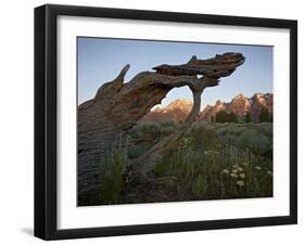 Tetons at First Light, Grand Teton National Park, Wyoming, United States of America, North America-James Hager-Framed Photographic Print