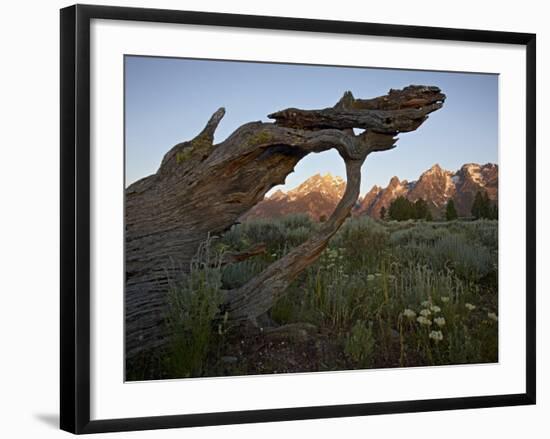 Tetons at First Light, Grand Teton National Park, Wyoming, United States of America, North America-James Hager-Framed Photographic Print