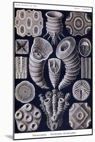 Tetracoralla - Coral-Ernst Haeckel-Mounted Art Print