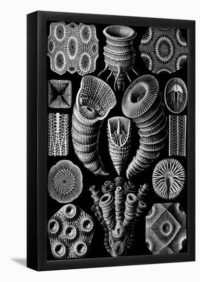 Tetracoralla Nature Art Print Poster by Ernst Haeckel-null-Framed Poster