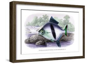 Tetragonopterus Schomburgk II-Robert Hermann Schomburgk-Framed Art Print