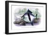 Tetragonopterus Schomburgk II-Robert Hermann Schomburgk-Framed Art Print