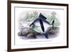 Tetragonopterus Schomburgk II-Robert Hermann Schomburgk-Framed Art Print