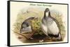 Tetraogallus Altaicus - Altaic Snow Partridge-John Gould-Framed Stretched Canvas