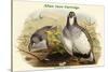 Tetraogallus Altaicus - Altaic Snow Partridge-John Gould-Stretched Canvas