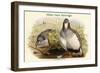 Tetraogallus Altaicus - Altaic Snow Partridge-John Gould-Framed Art Print