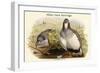 Tetraogallus Altaicus - Altaic Snow Partridge-John Gould-Framed Art Print