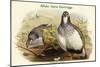 Tetraogallus Altaicus - Altaic Snow Partridge-John Gould-Mounted Art Print