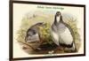 Tetraogallus Altaicus - Altaic Snow Partridge-John Gould-Framed Art Print