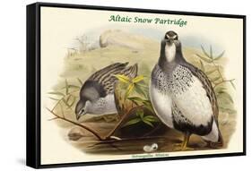 Tetraogallus Altaicus - Altaic Snow Partridge-John Gould-Framed Stretched Canvas