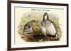 Tetraogallus Altaicus - Altaic Snow Partridge-John Gould-Framed Art Print