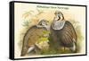 Tetraogallus Himilayensis - Himalaya Snow Partridge-John Gould-Framed Stretched Canvas