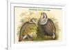Tetraogallus Himilayensis - Himalaya Snow Partridge-John Gould-Framed Premium Giclee Print