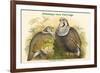 Tetraogallus Himilayensis - Himalaya Snow Partridge-John Gould-Framed Premium Giclee Print
