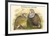 Tetraogallus Himilayensis - Himalaya Snow Partridge-John Gould-Framed Premium Giclee Print