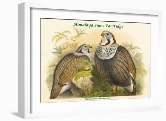 Tetraogallus Himilayensis - Himalaya Snow Partridge-John Gould-Framed Art Print