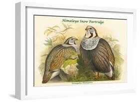 Tetraogallus Himilayensis - Himalaya Snow Partridge-John Gould-Framed Art Print