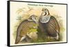 Tetraogallus Himilayensis - Himalaya Snow Partridge-John Gould-Framed Stretched Canvas