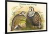 Tetraogallus Himilayensis - Himalaya Snow Partridge-John Gould-Framed Art Print