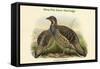 Tetraophasis Obscuras - Mou-Pin Snow Partridge-John Gould-Framed Stretched Canvas