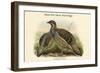 Tetraophasis Obscuras - Mou-Pin Snow Partridge-John Gould-Framed Art Print