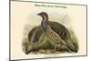 Tetraophasis Obscuras - Mou-Pin Snow Partridge-John Gould-Mounted Art Print