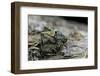 Tetrix Undulata (Common Groundhopper)-Paul Starosta-Framed Photographic Print