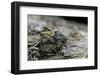 Tetrix Undulata (Common Groundhopper)-Paul Starosta-Framed Photographic Print