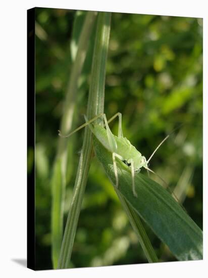 Tettigonia Cantans Grasshopper, Female Young Animal, Nymph, Female-Harald Kroiss-Stretched Canvas