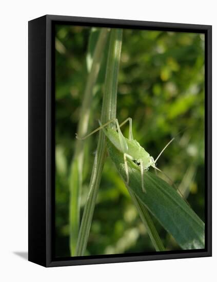 Tettigonia Cantans Grasshopper, Female Young Animal, Nymph, Female-Harald Kroiss-Framed Stretched Canvas