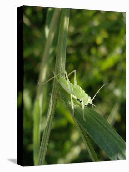 Tettigonia Cantans Grasshopper, Female Young Animal, Nymph, Female-Harald Kroiss-Stretched Canvas