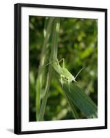 Tettigonia Cantans Grasshopper, Female Young Animal, Nymph, Female-Harald Kroiss-Framed Photographic Print