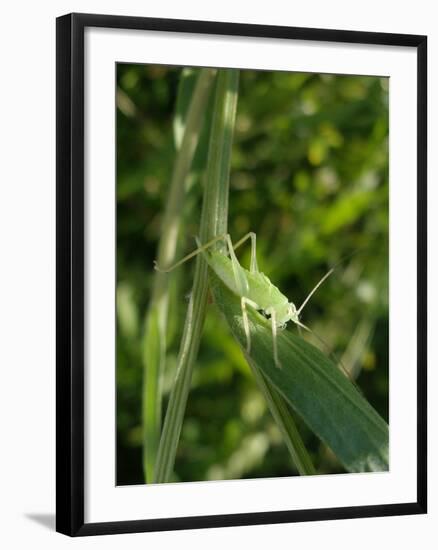 Tettigonia Cantans Grasshopper, Female Young Animal, Nymph, Female-Harald Kroiss-Framed Photographic Print