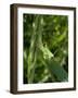 Tettigonia Cantans Grasshopper, Female Young Animal, Nymph, Female-Harald Kroiss-Framed Photographic Print