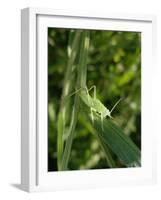 Tettigonia Cantans Grasshopper, Female Young Animal, Nymph, Female-Harald Kroiss-Framed Photographic Print