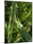 Tettigonia Cantans Grasshopper, Female Young Animal, Nymph, Female-Harald Kroiss-Mounted Photographic Print