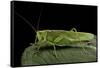 Tettigonia Viridissima (Great Green Bush-Cricket) - Female-Paul Starosta-Framed Stretched Canvas